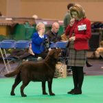 Rooney at Crufts 2016